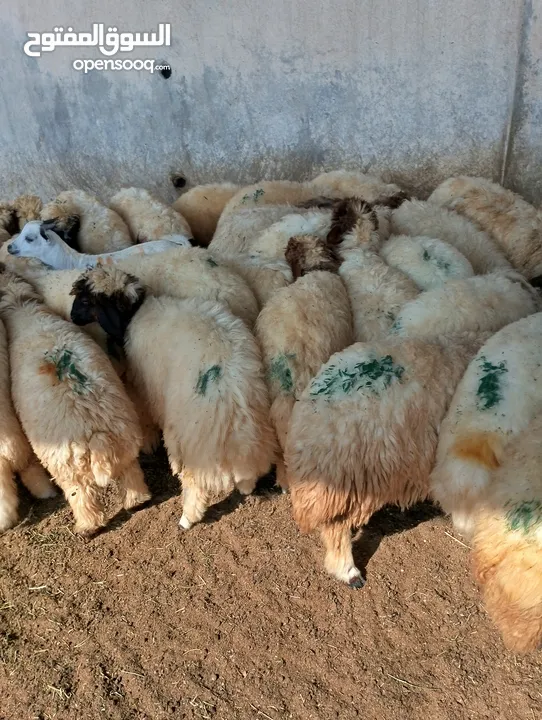 ذبيح للبيع طيبه سمان عزيمه ثلاجه خرفان طيبة هرفي جذع وتساب اتصال لتوصيل جميع مناطق قطر سوري بلدي