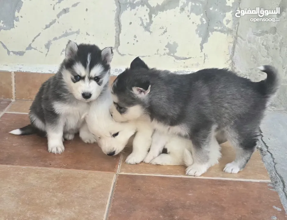 جراو مالموت الاسكا