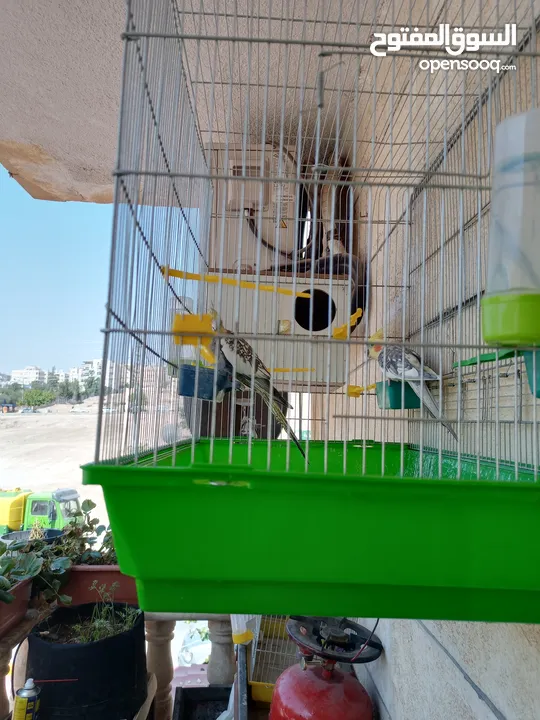 ببغاء كوكتيل ذكر وانثى مع قفص كبير