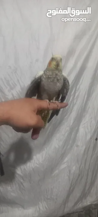كوكتيل اليف للبيع عمر5شهور