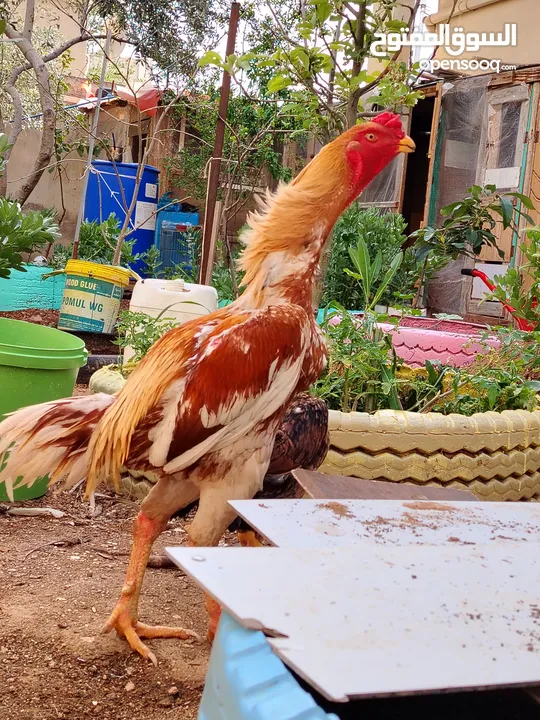 باكستاني، براهما، امهات لاحم فرخات عمر 3 شهور  صوص باكستاني حر  ديوك باكستاني خط أول و فرخات شغالة