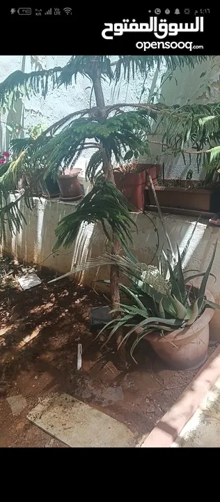 شجره الارز