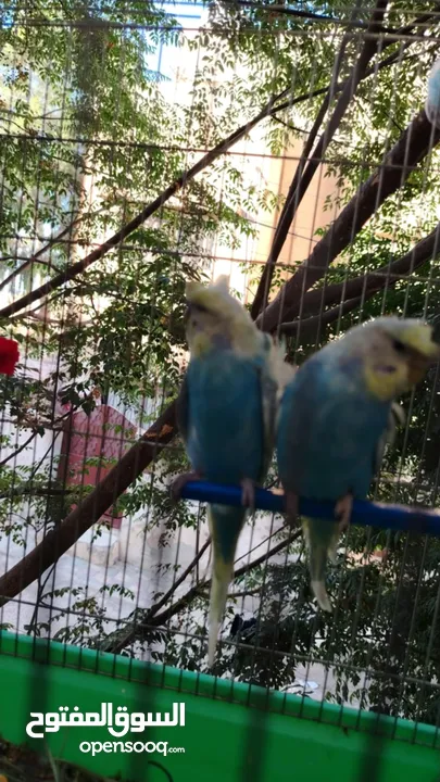 طيور حب و روز و فيشر