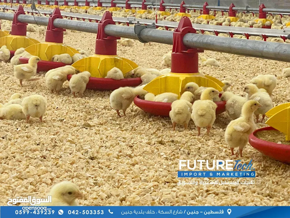 إنشاء وتجهيز مزارع الدواجن بنظام الحديثه