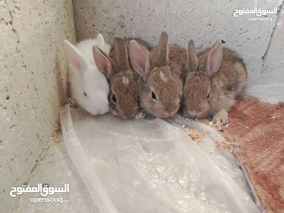 ارانب بلدي الاصلي بئقل السعار سعر حرق نارررررر