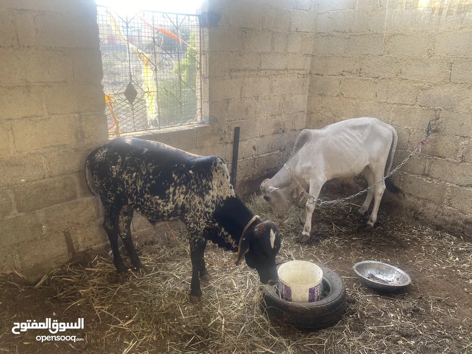 عجال خارجية للبيع ما شاء الله  زينات حال تربيه او ذبح