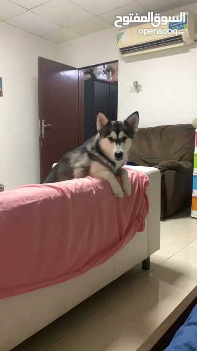 male siberian husky and femala alaskan kai breed