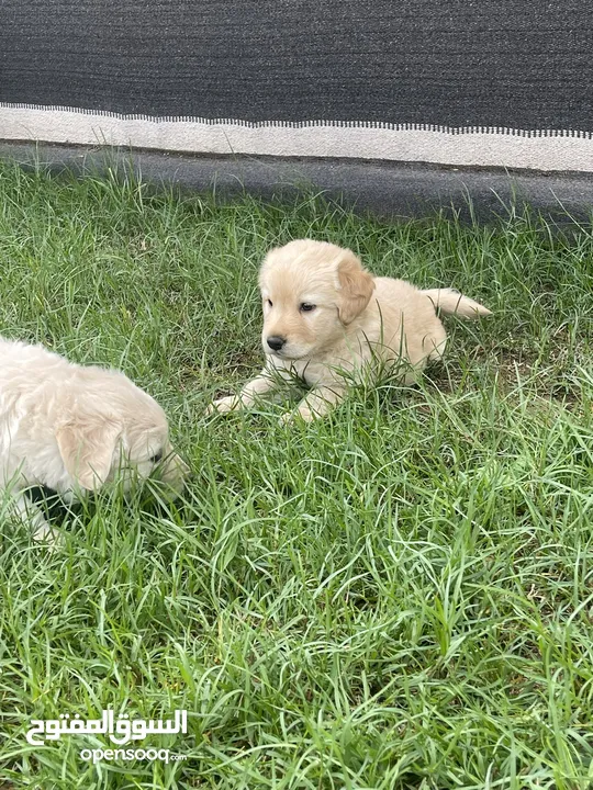 Labrador retriever for adoption