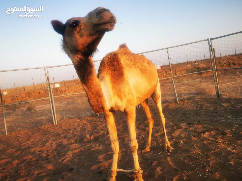 ناقه عشراء للبيع لقحانه من بعير المنصوري ف الإمارات