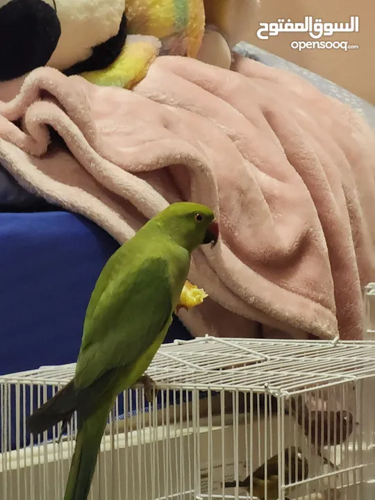 bird parrot indian ringneck (name is emerald) loves apples (un tamed) it doesnt know its name lol