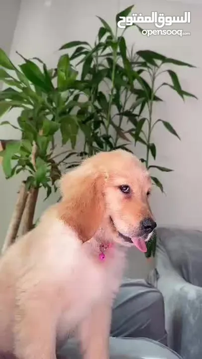 For Sale Puppies Golden Retriever للبيع جولدن ريتريڤر بيور - العمر شهرين ونص