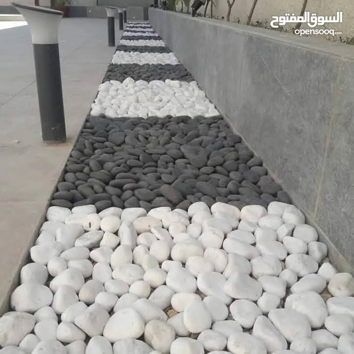 نجيل طبيعي نجيل ديكوندرا
