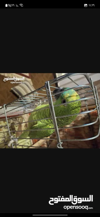 ببغاء امازوني يلوفريند ما شاء الله