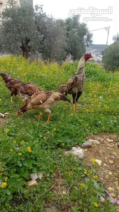 متاح بيض باكستاني خط اول..