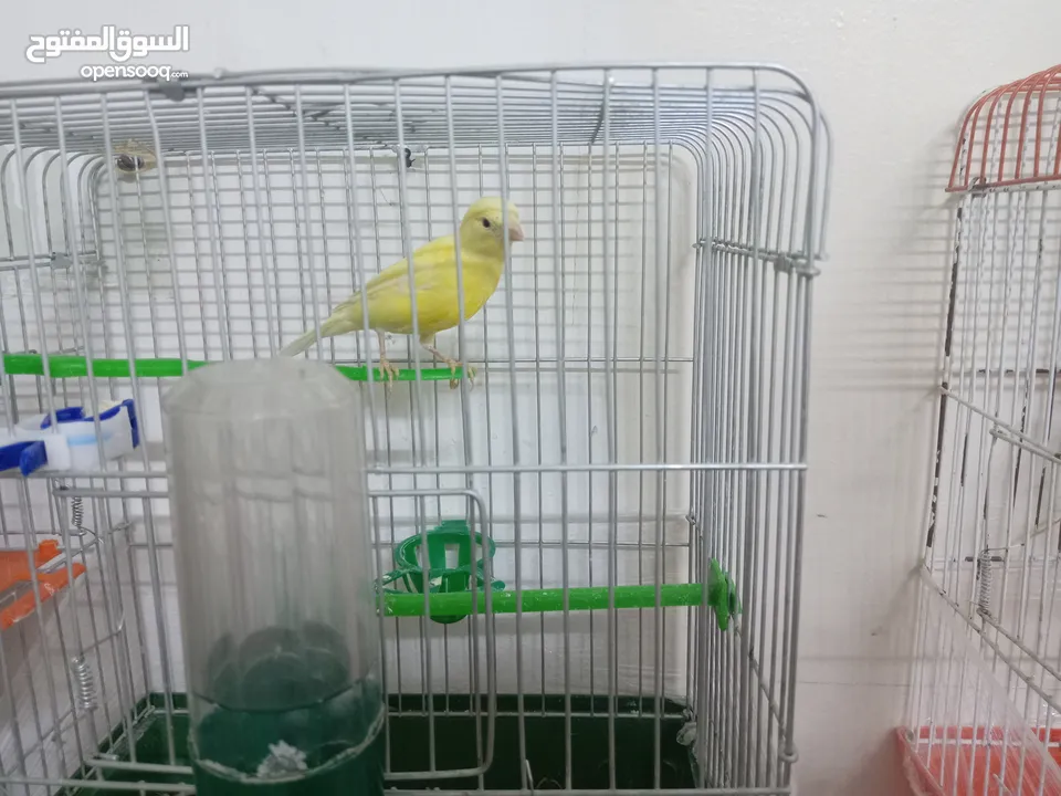 أنثى ليموني شغاله معبيه بدها تبيض مع قفص 3  مخاليف كنار الأنثى ليموني عمر 5 أشهر مع قفص السعر 9