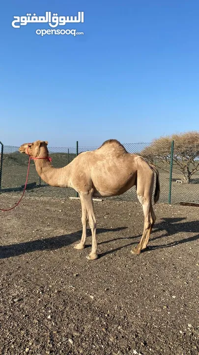 ناقه ام ثاني من بوش دروع