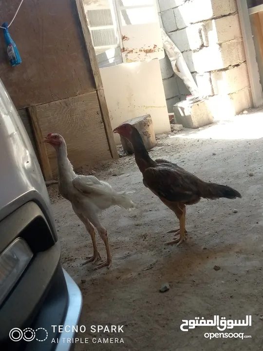 دجاج هندي دجاجة وديج الدجاجة اول بيضة الها اليوم  