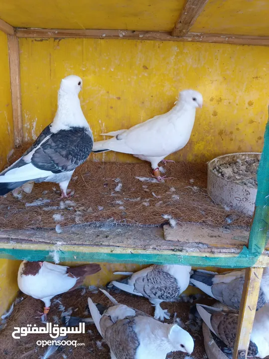 جوز كله تحتو بيض فراخ المجموع 11طير