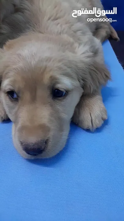 جولدن ريتريفر بريطاني آصلي  Golden retriever pure اعلى مستوى في الشرق الاوسط