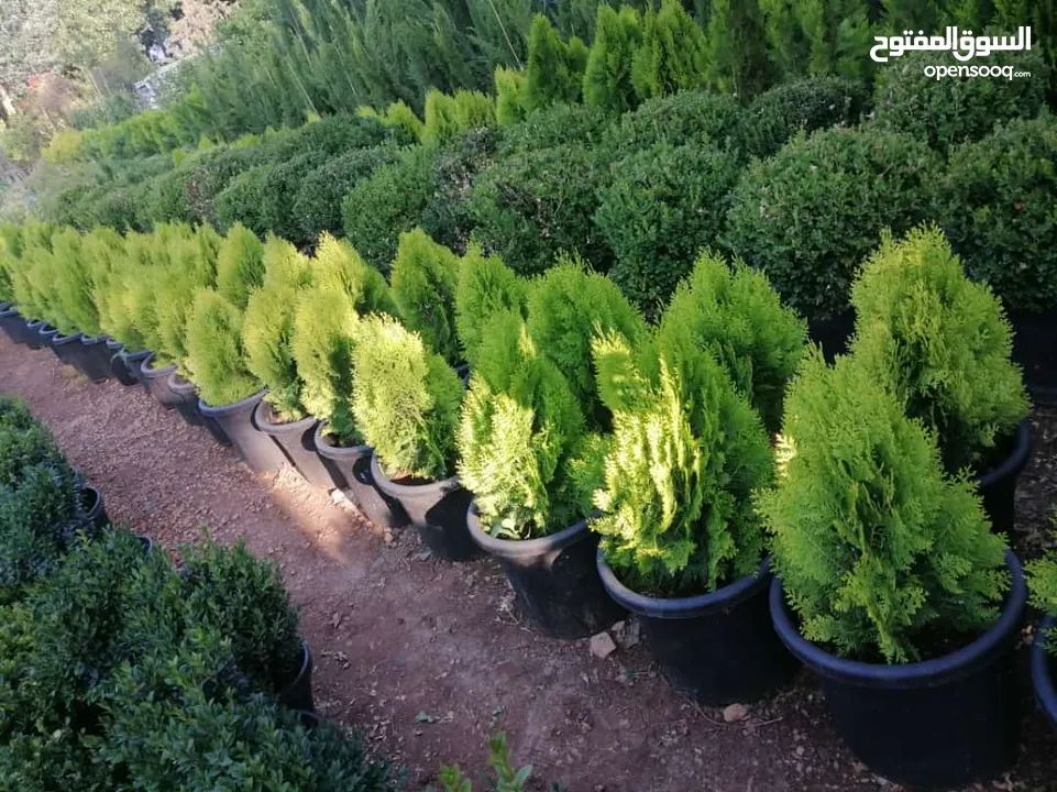بعد إذن الإدارة  متوفر لدينا شجر زنزلخت الشماسي إيطالي أنثى ارتفاع من 180 سم إلى 250 سم سعر الشجره 6