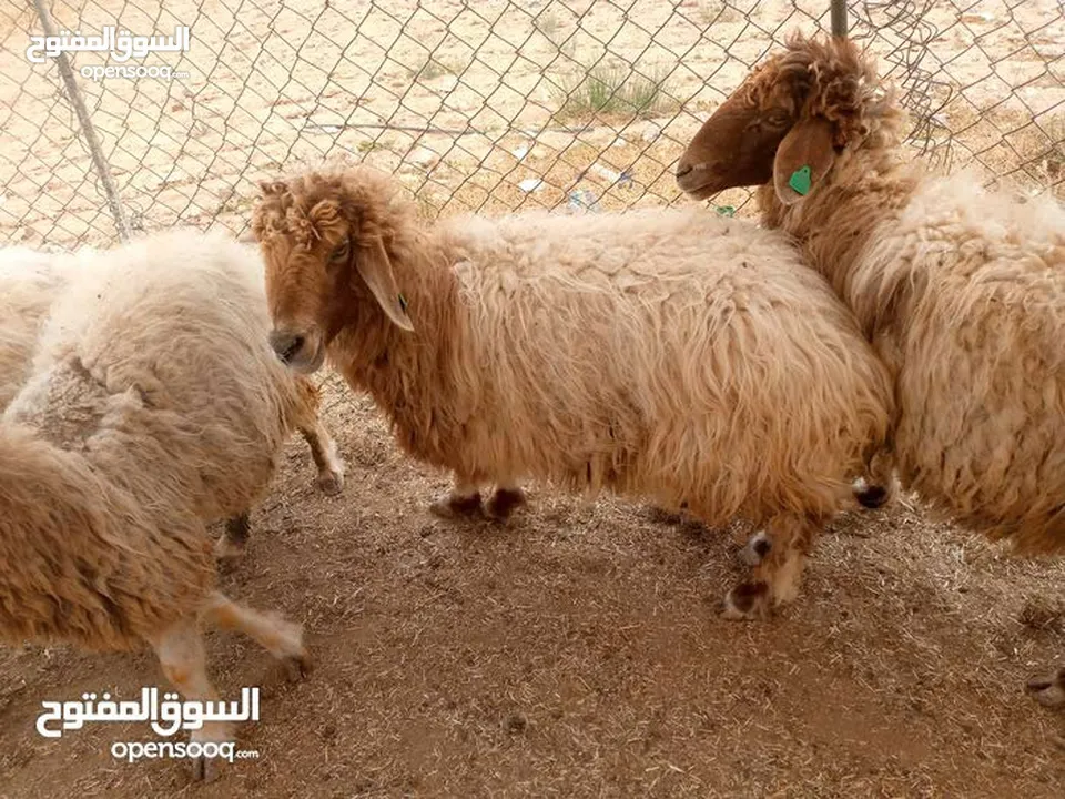 عقائق فدوه نذر لجميع المناسبات لحم خاروف عبور غنم  بالصلاه على النبي عروض ولا بالخيال