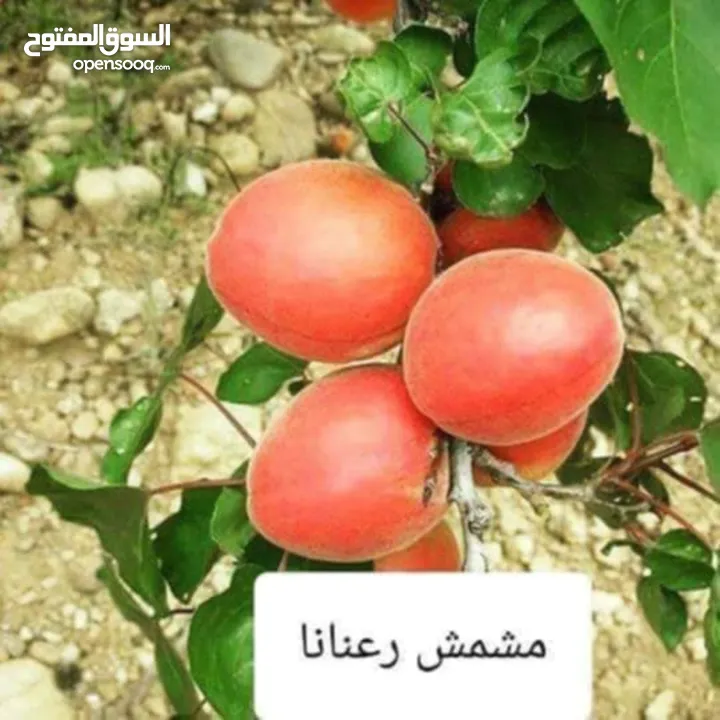 ركن المنزل لخدمات الزراعة العامة وتنسيق الحدائق وصيانتها مع خدمة التوصيل لكافة محافظات المملكة