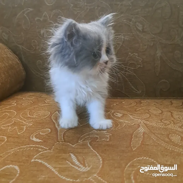 تواصل واتساب " قطط بيرشن وهملايا "