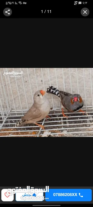 مطلوووب طيره حب اليفه