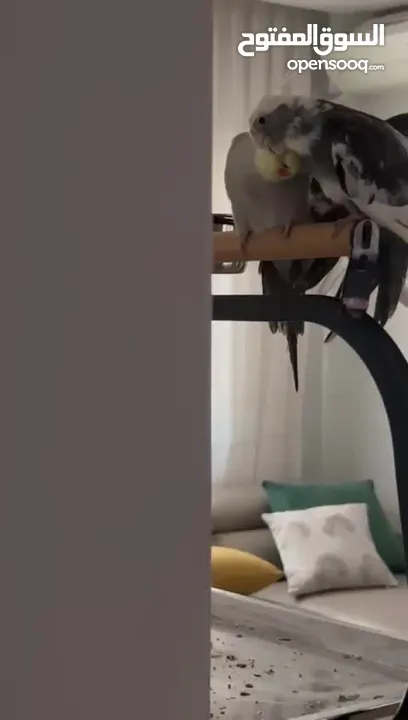 عصافير كوكتيل ذكور مدربين العمر سنة