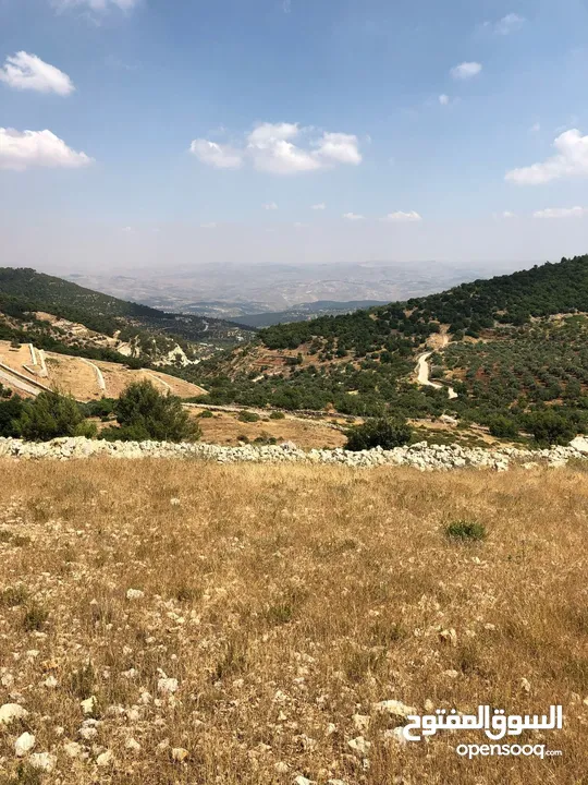 أرض ممتازة في جرش للسكن و للزراعة بقرب أحراش الدولة و سعر مغري  للمزيد من المعلومات اقرأ الوصف