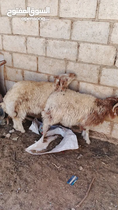 أضاحي خاروف بلدي عدد 2 عمرهن سبعة شهور