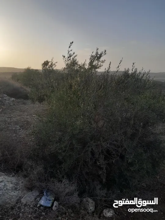 للبيع في صوريف مزروعة زيتون