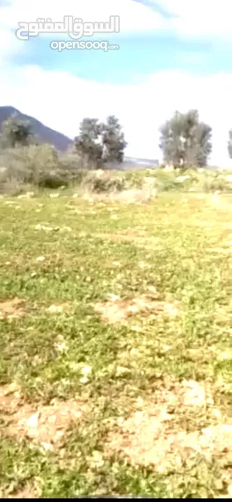 بيع ارض بالنصاريه جيدة وممتازه وقابله للزراعه والسكن