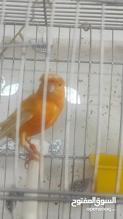ثلاث حبات كنار جوز جزري اصلي مع انثى كنار اون ابيض مع اقفاص جديدة