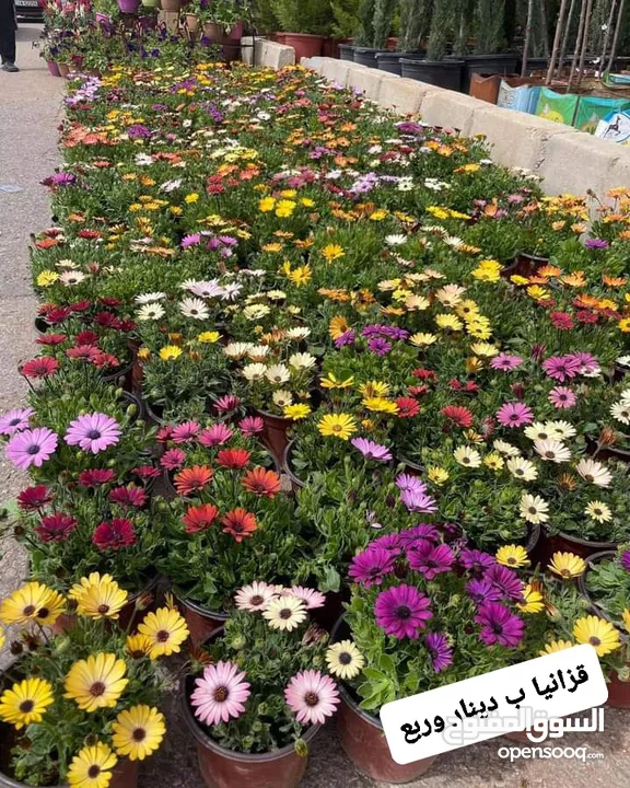 متوفر جميع انواع الاشجار المثمرة والزينة والورود وخدمة الزراع وتنسيق الحدائق وجميع انواع القواير