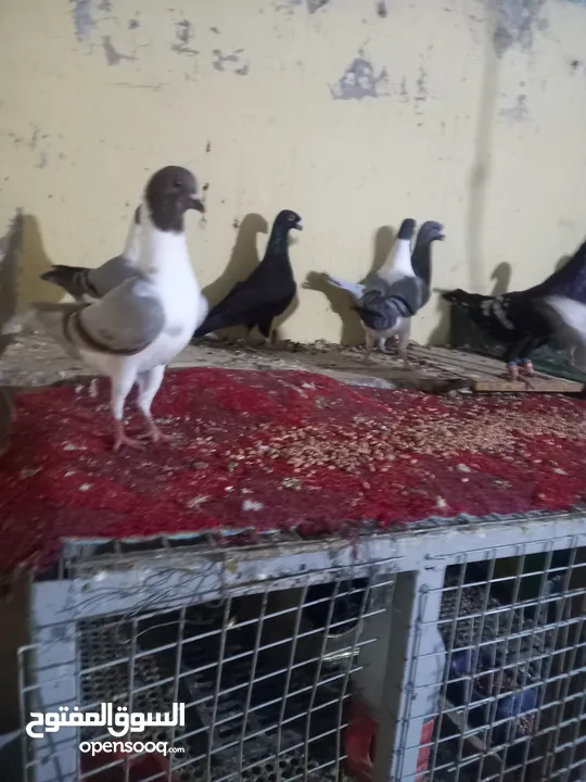 سبع  حبات سيكي  وثلاث  فحول هومر