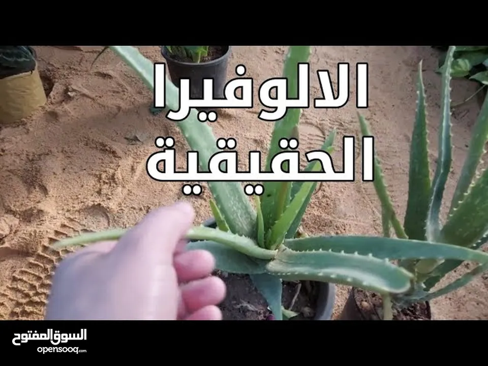 الألوفيرا الحقيقيه