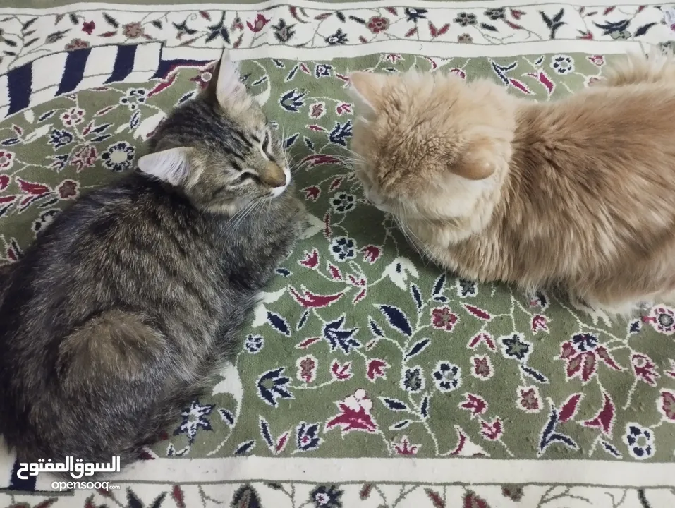 2 cats (american short hair dan persia).  قطتان (أمريكيتان قصيرتا الشعر وفارسيتان)