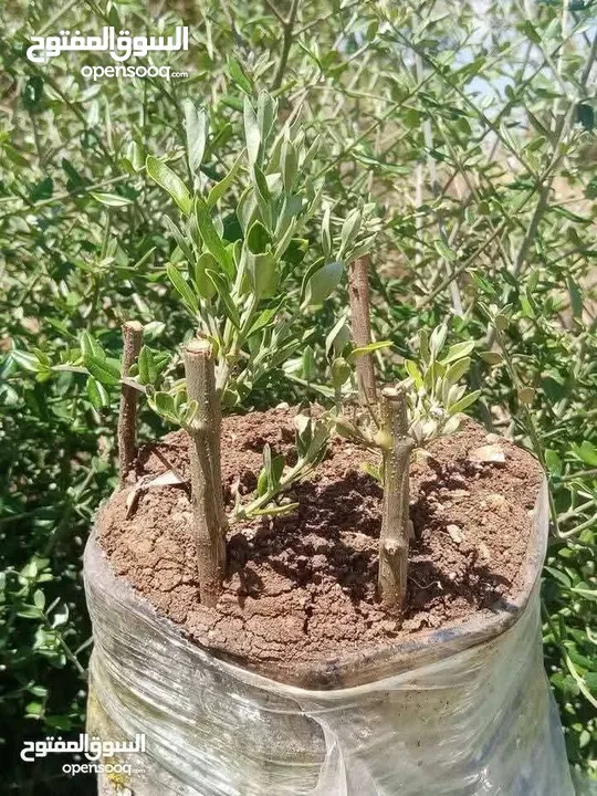 كافة الخدمات والأعمال الزراعية بأحدث الطرق العلمية