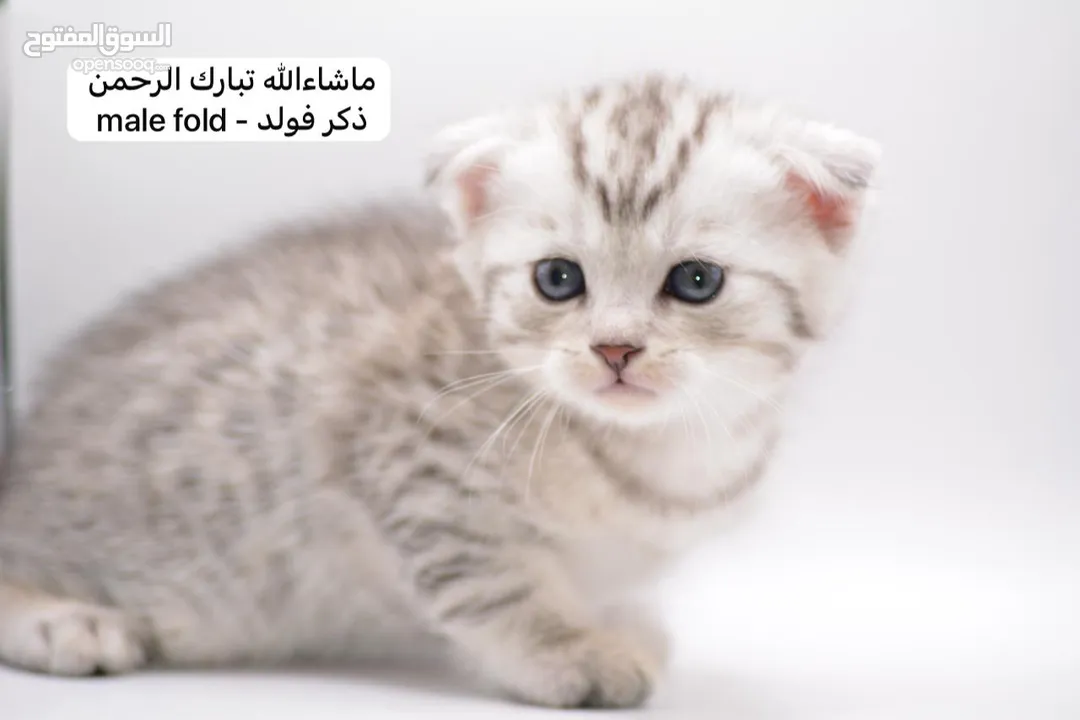سكوتش كيتن فولد وستريت الوان مميزه ليلك ومشمشي وغيرها 15 كيتن