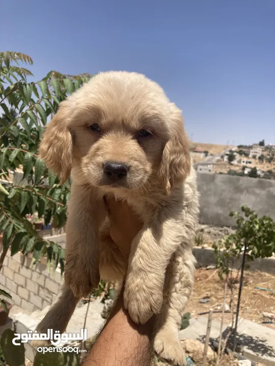 جولدن ريتريفر بريطاني آصلي  Golden retriever pure اعلى مستوى في الشرق الاوسط