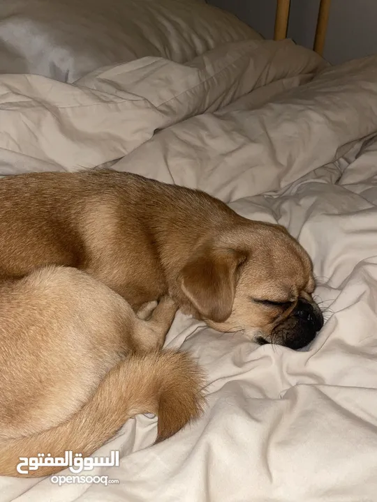 كلب بق (Pug) للبيع الرياض 2500