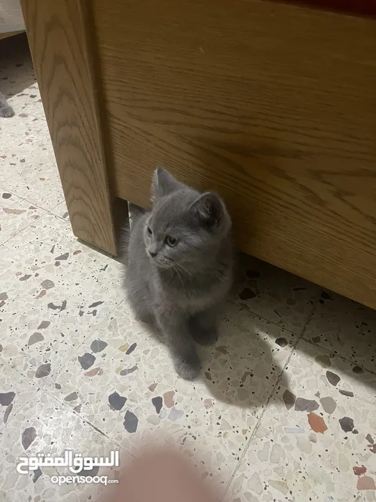 قطط منزلية جميلة للبيع – نظيفة وصحية Turkish Angora