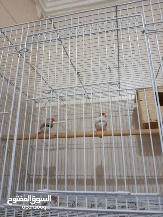 4 Adult finch with cage and breeding box