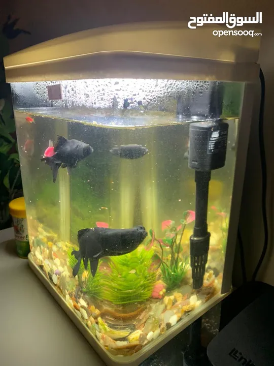 Fish Tank with Fishes