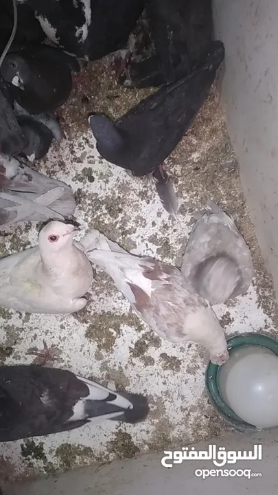 حمام بلدي وفيه جوز او جوزين مش بلدي البيع كوم وفيه اكم حبة صغار