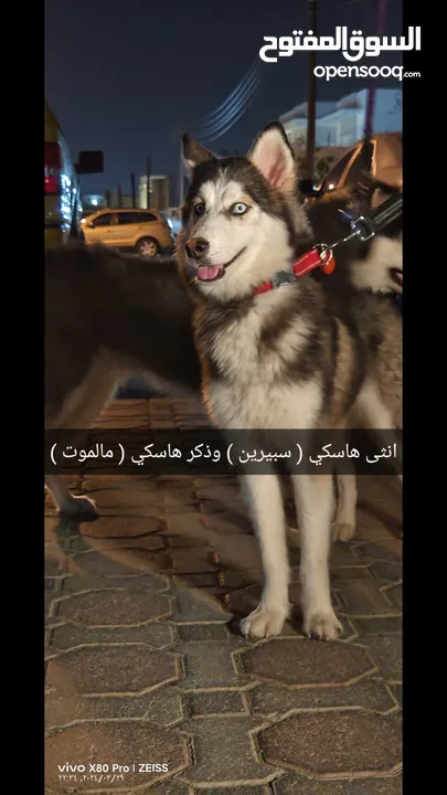 هاسكي ذكر وانثى سعر شييييل Alaskan dog