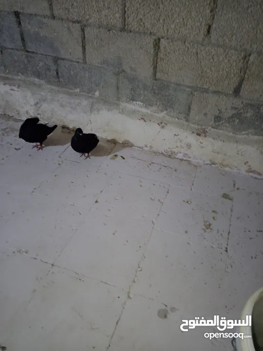 حمام نوري اسود جوز بصلاه على النبي تحتهم بيض قرب يفقس