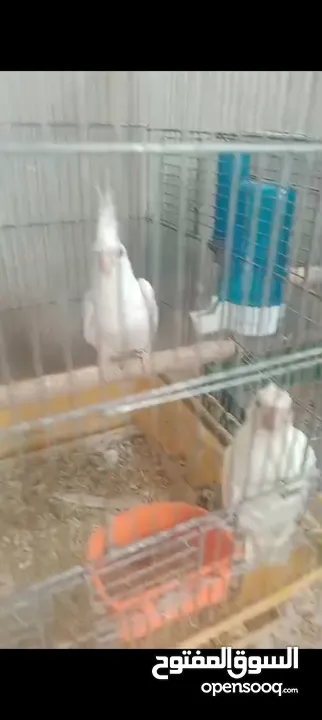 جوز كوكتيل البنيو مع فرخين عين حمرا