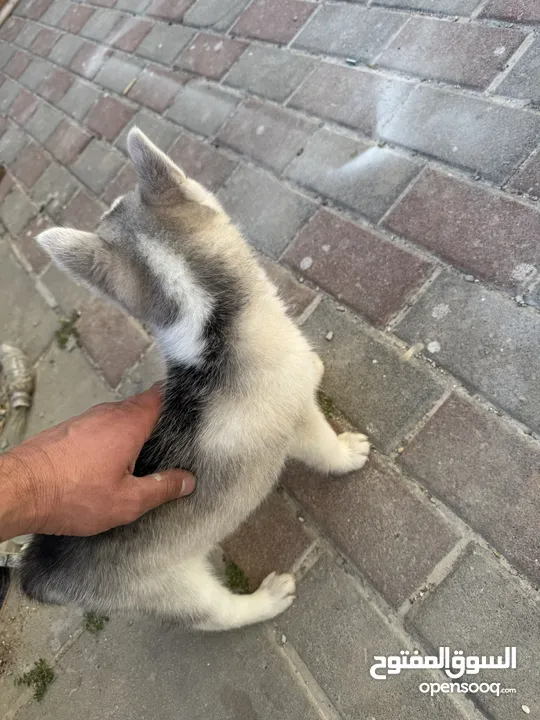 كلبة هاسكي